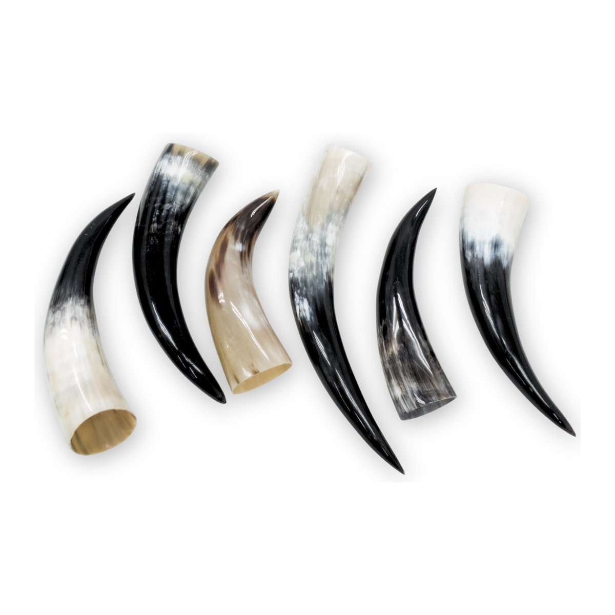 Special Offer 6 pack Polished Cow Horns – Genuine Horns for Crafts & Decor, 10"-12" Pack | The Leather Guy