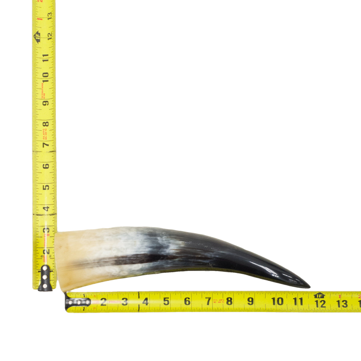 10–12" Single Polished Cow Horns – Choose Your Exact Genuine Cow Horn, 15 (12") | The Leather Guy