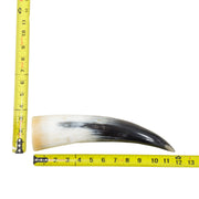 10–12" Single Polished Cow Horns – Choose Your Exact Genuine Cow Horn, 20 (12") | The Leather Guy