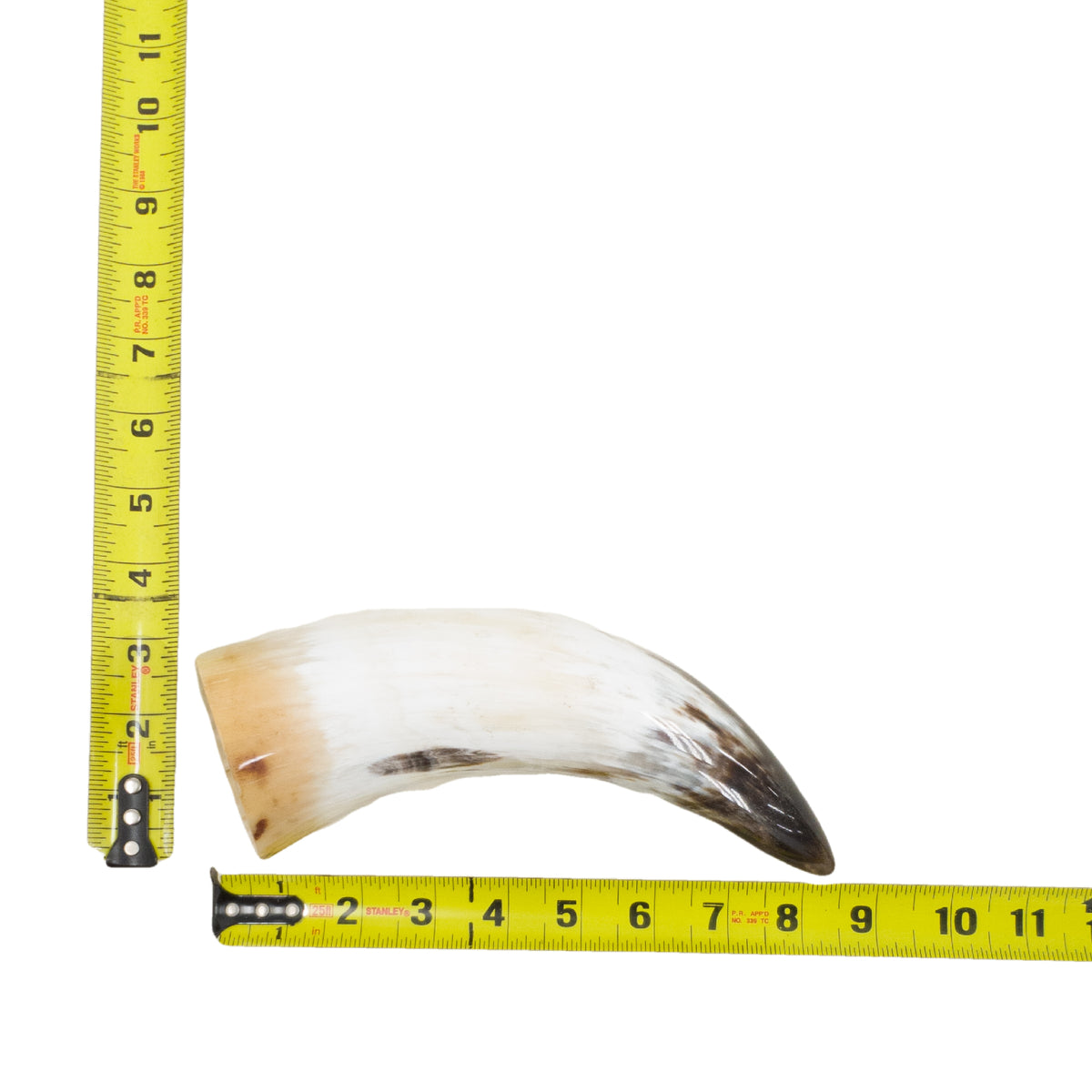 10–12" Single Polished Cow Horns – Choose Your Exact Genuine Cow Horn, 21 (8") | The Leather Guy