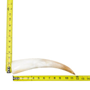 10–12" Single Polished Cow Horns – Choose Your Exact Genuine Cow Horn, 23 (12") | The Leather Guy