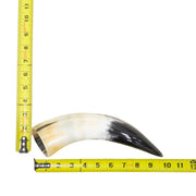 10–12" Single Polished Cow Horns – Choose Your Exact Genuine Cow Horn, 24 (10") | The Leather Guy
