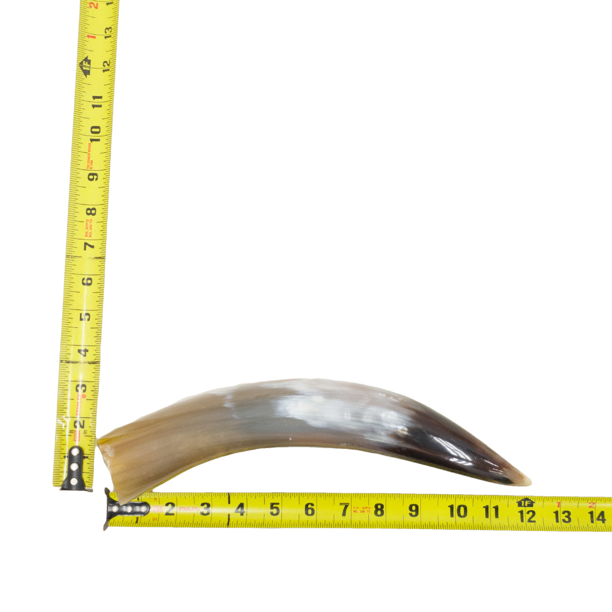 10–12" Single Polished Cow Horns – Choose Your Exact Genuine Cow Horn, 3 (12") | The Leather Guy