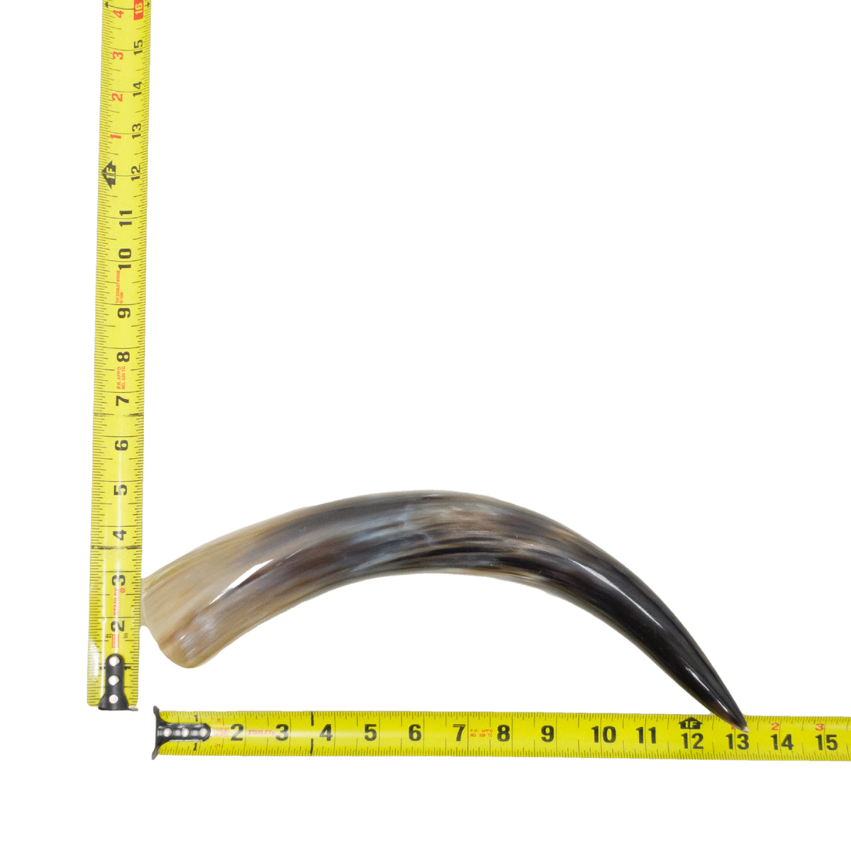 10–12" Single Polished Cow Horns – Choose Your Exact Genuine Cow Horn, 7 (13") | The Leather Guy
