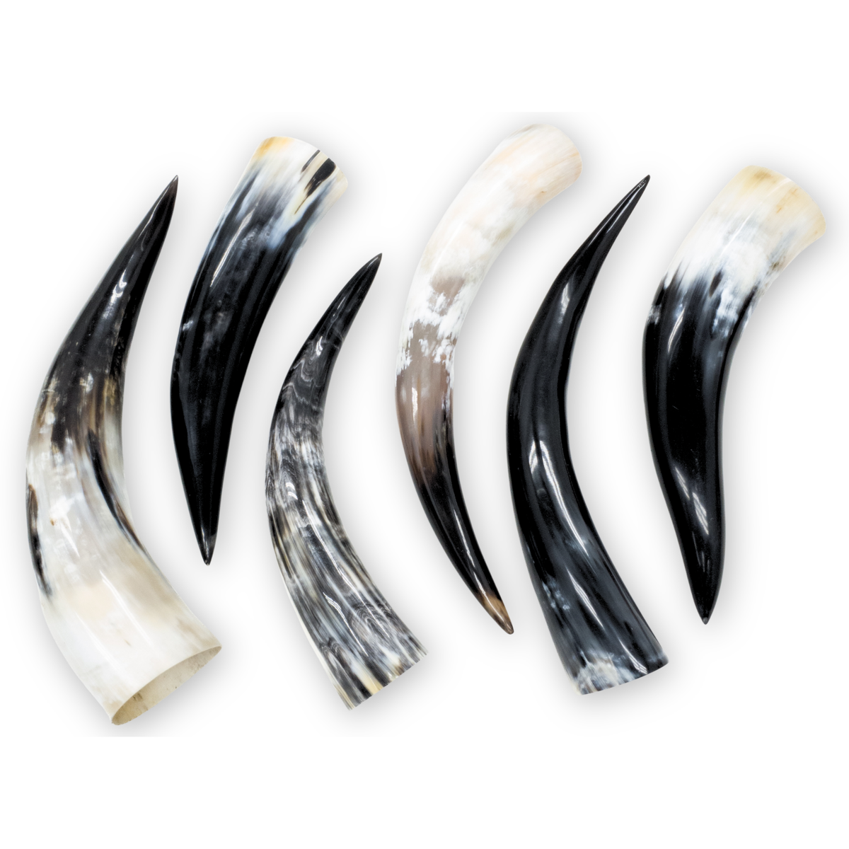 Special Offer 6 pack Polished Cow Horns – Genuine Horns for Crafts & Decor, 13"-17" Pack | The Leather Guy