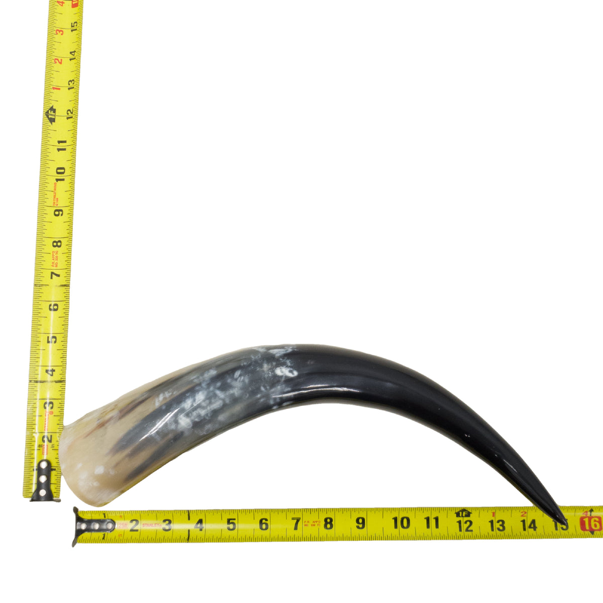 13–17" Single Polished Cow Horns – Choose Your Exact Genuine Cow Horn, 1 (15") | The Leather Guy