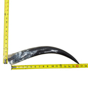 13–17" Single Polished Cow Horns – Choose Your Exact Genuine Cow Horn, 10 (16") | The Leather Guy