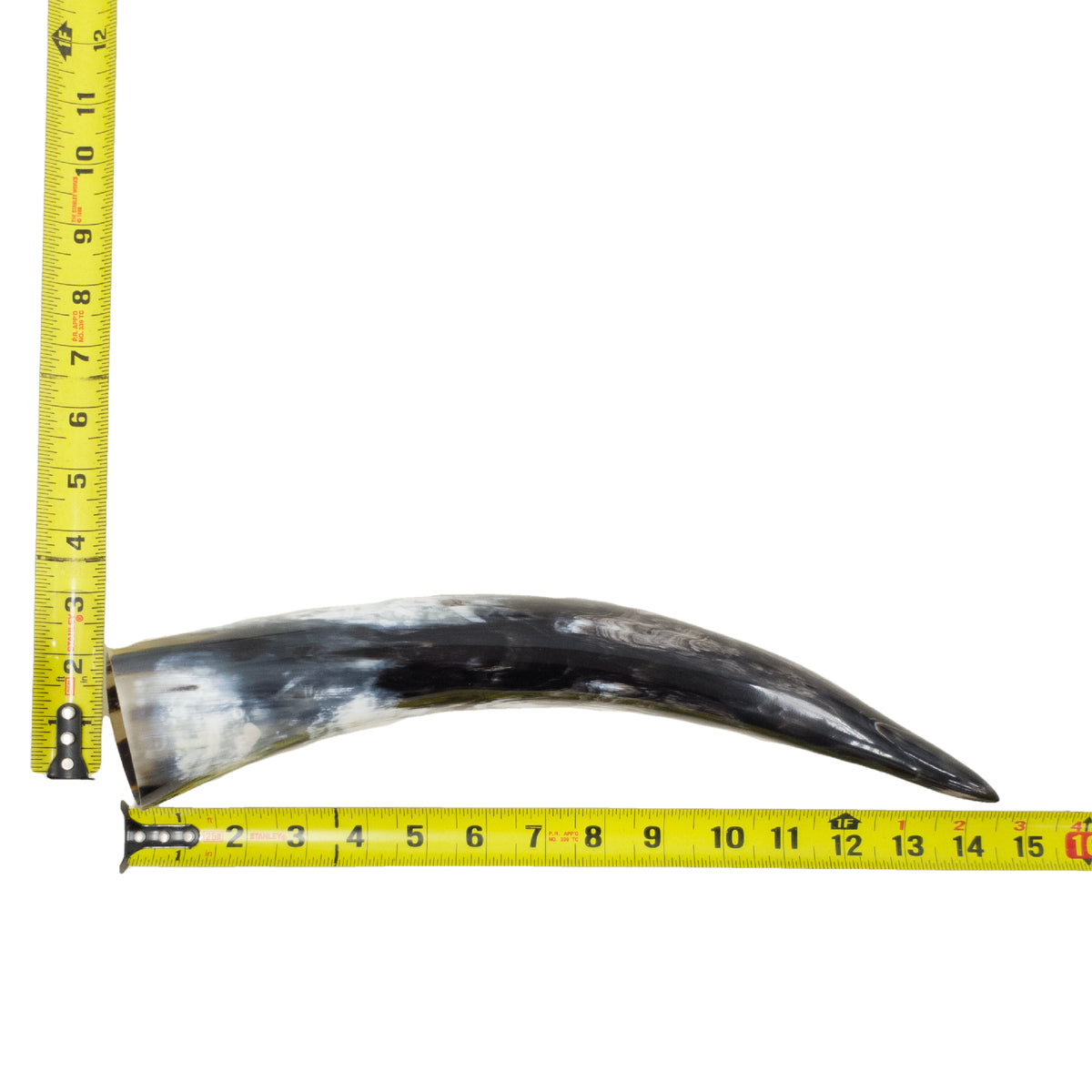 13–17" Single Polished Cow Horns – Choose Your Exact Genuine Cow Horn, 11 (14") | The Leather Guy