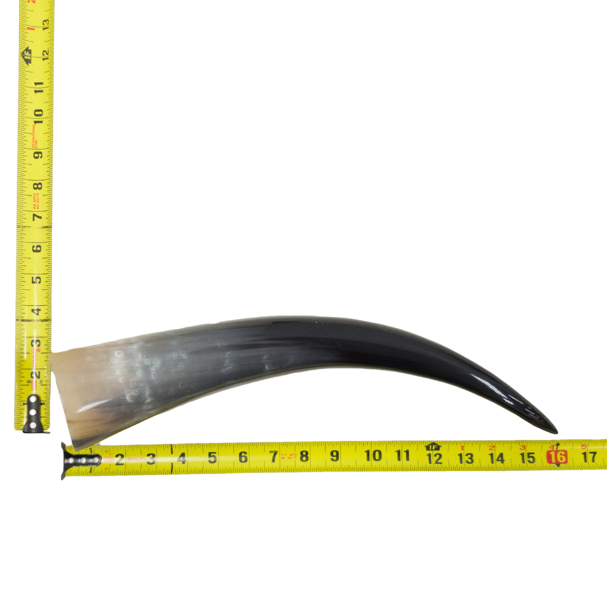 13–17" Single Polished Cow Horns – Choose Your Exact Genuine Cow Horn, 12 (16") | The Leather Guy
