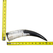 13–17" Single Polished Cow Horns – Choose Your Exact Genuine Cow Horn, 13 (12") | The Leather Guy