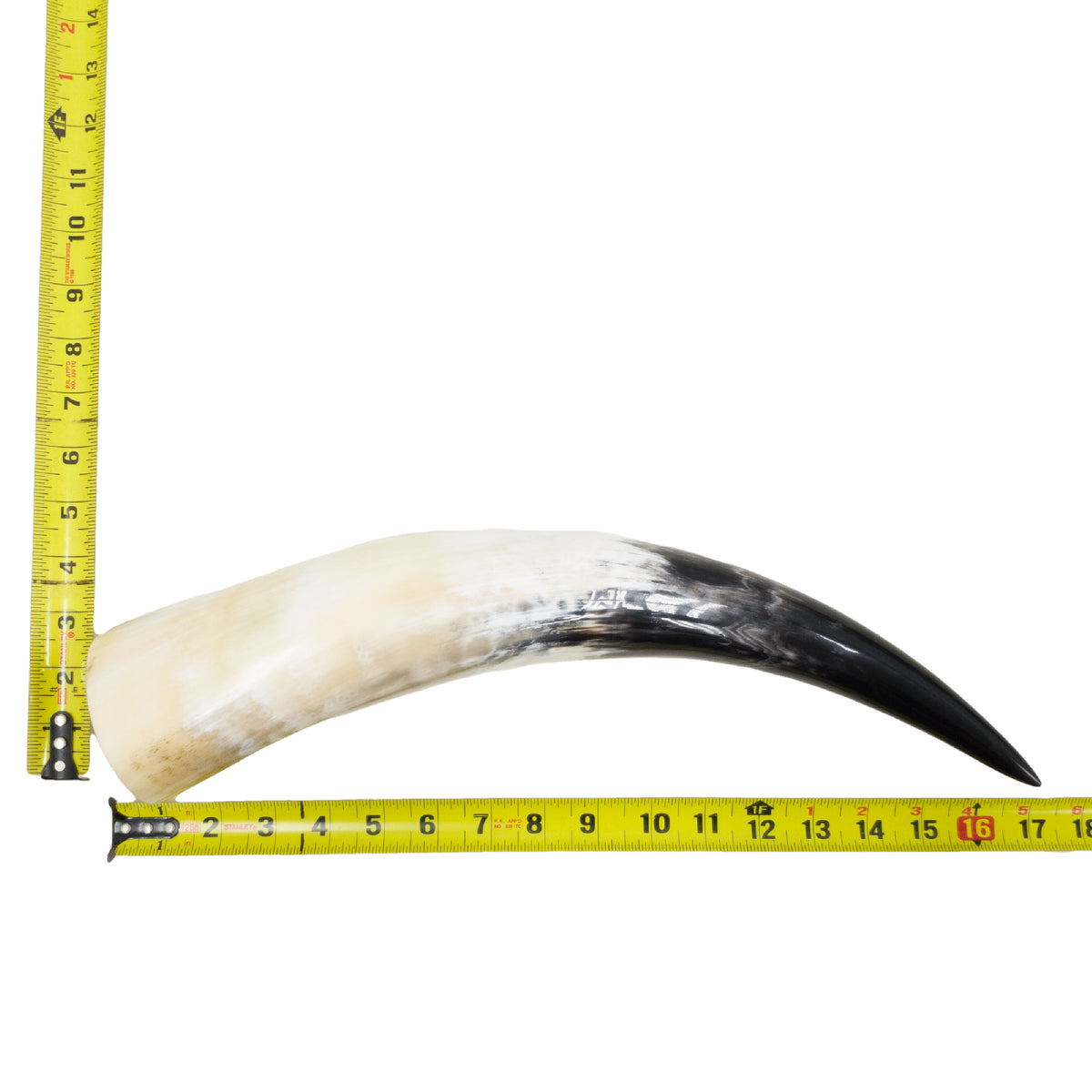 13–17" Single Polished Cow Horns – Choose Your Exact Genuine Cow Horn, 14 (17") | The Leather Guy
