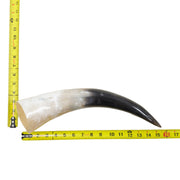 13–17" Single Polished Cow Horns – Choose Your Exact Genuine Cow Horn, 15 (16") | The Leather Guy