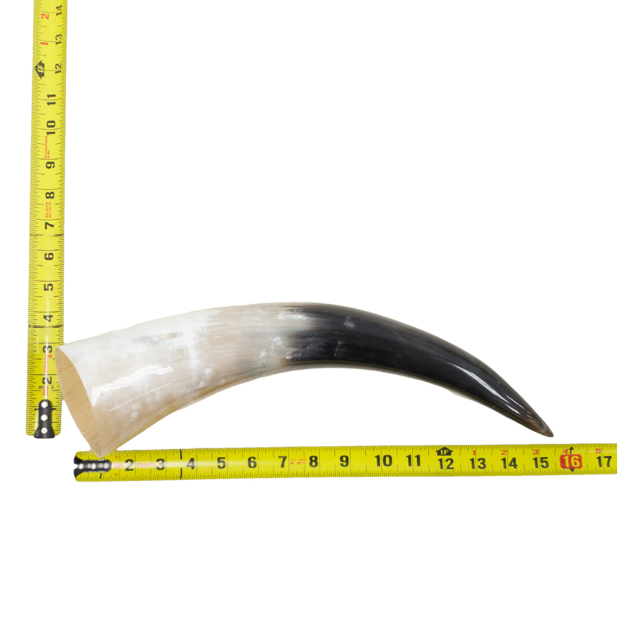 13–17" Single Polished Cow Horns – Choose Your Exact Genuine Cow Horn, 15 (16") | The Leather Guy