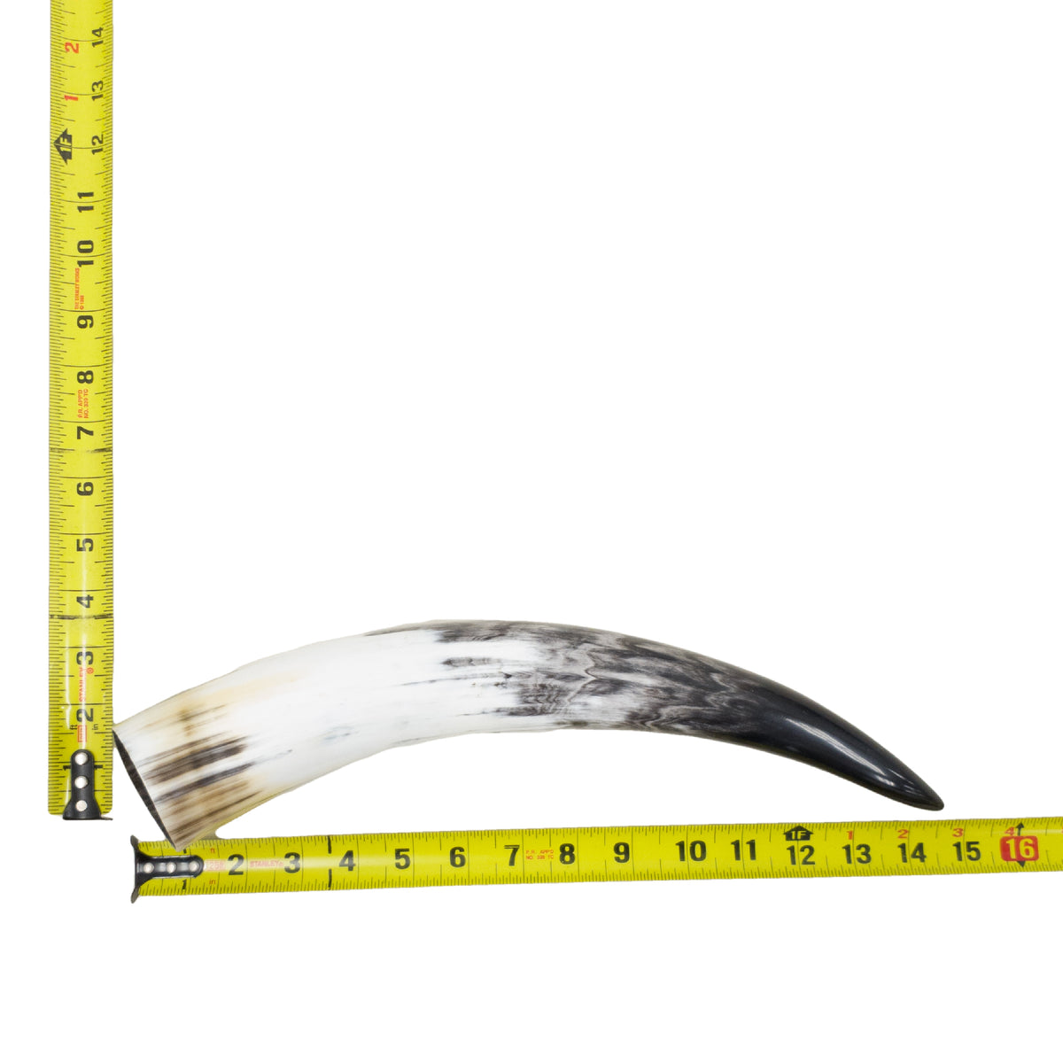 13–17" Single Polished Cow Horns – Choose Your Exact Genuine Cow Horn, 16 (14") | The Leather Guy