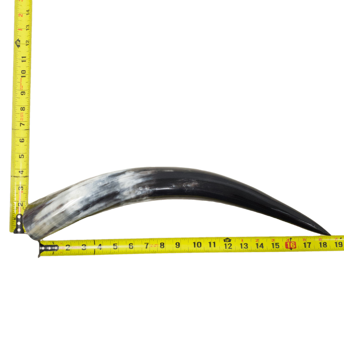 13–17" Single Polished Cow Horns – Choose Your Exact Genuine Cow Horn, 17 (19") | The Leather Guy