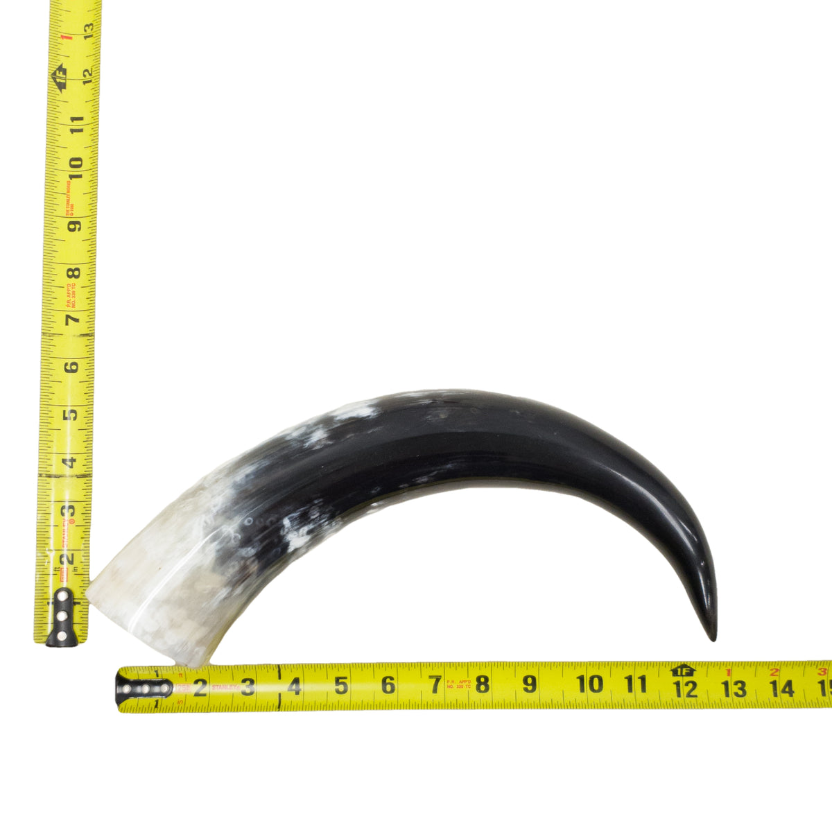 13–17" Single Polished Cow Horns – Choose Your Exact Genuine Cow Horn, 18 (12") | The Leather Guy