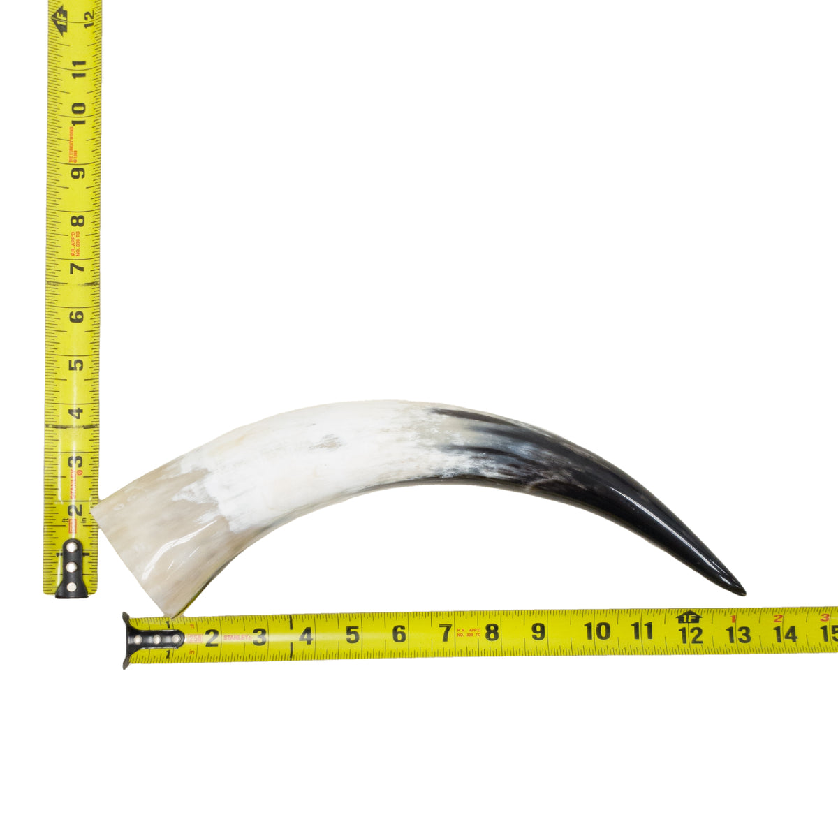 13–17" Single Polished Cow Horns – Choose Your Exact Genuine Cow Horn, 19 (13") | The Leather Guy