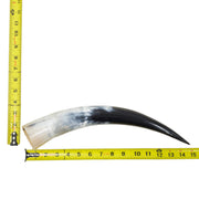 13–17" Single Polished Cow Horns – Choose Your Exact Genuine Cow Horn, 2 (15") | The Leather Guy