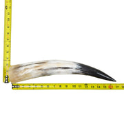 13–17" Single Polished Cow Horns – Choose Your Exact Genuine Cow Horn, 20 (17") | The Leather Guy