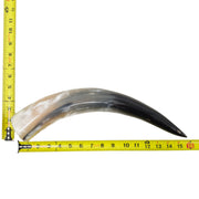 13–17" Single Polished Cow Horns – Choose Your Exact Genuine Cow Horn, 21 (16") | The Leather Guy