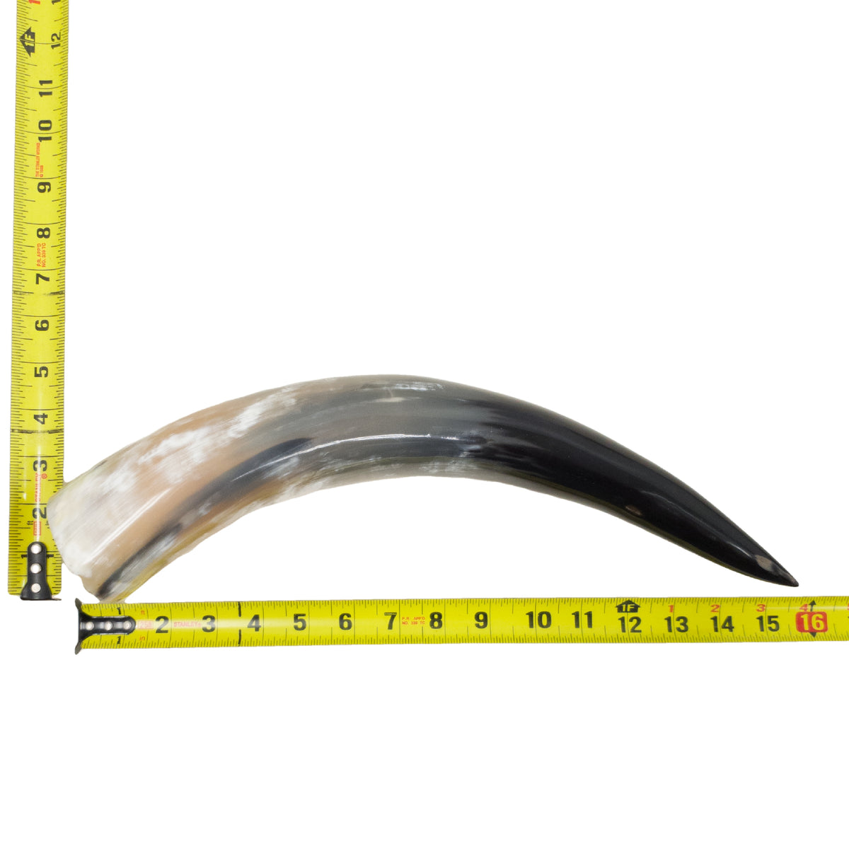 13–17" Single Polished Cow Horns – Choose Your Exact Genuine Cow Horn, 21 (16") | The Leather Guy