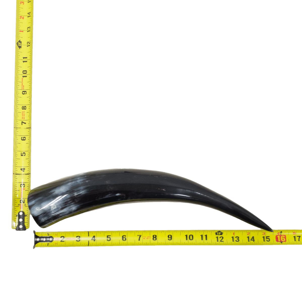 13–17" Single Polished Cow Horns – Choose Your Exact Genuine Cow Horn, 22 (15") | The Leather Guy