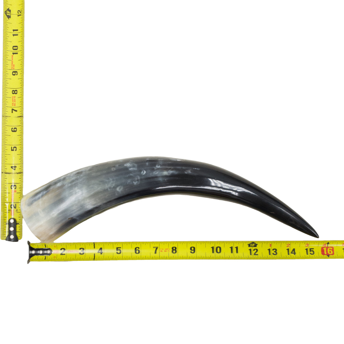13–17" Single Polished Cow Horns – Choose Your Exact Genuine Cow Horn, 23 (15") | The Leather Guy