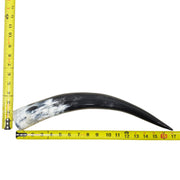 13–17" Single Polished Cow Horns – Choose Your Exact Genuine Cow Horn, 24 (17") | The Leather Guy