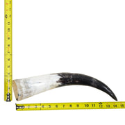 13–17" Single Polished Cow Horns – Choose Your Exact Genuine Cow Horn, 3 (14") | The Leather Guy