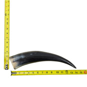 13–17" Single Polished Cow Horns – Choose Your Exact Genuine Cow Horn, 4 (14") | The Leather Guy