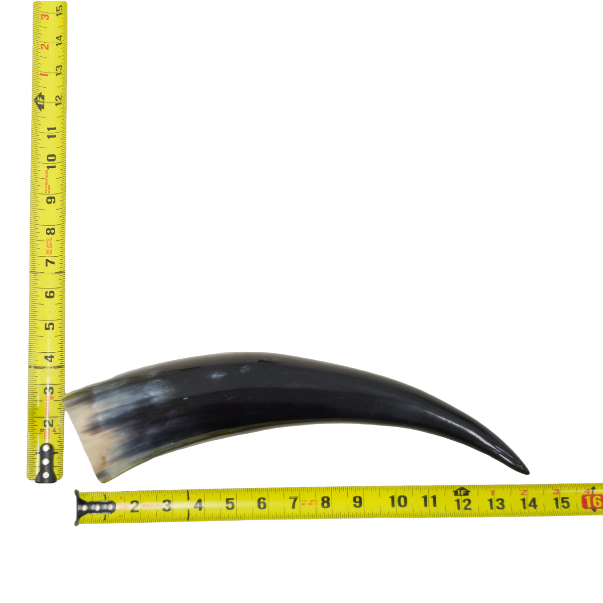 13–17" Single Polished Cow Horns – Choose Your Exact Genuine Cow Horn, 4 (14") | The Leather Guy