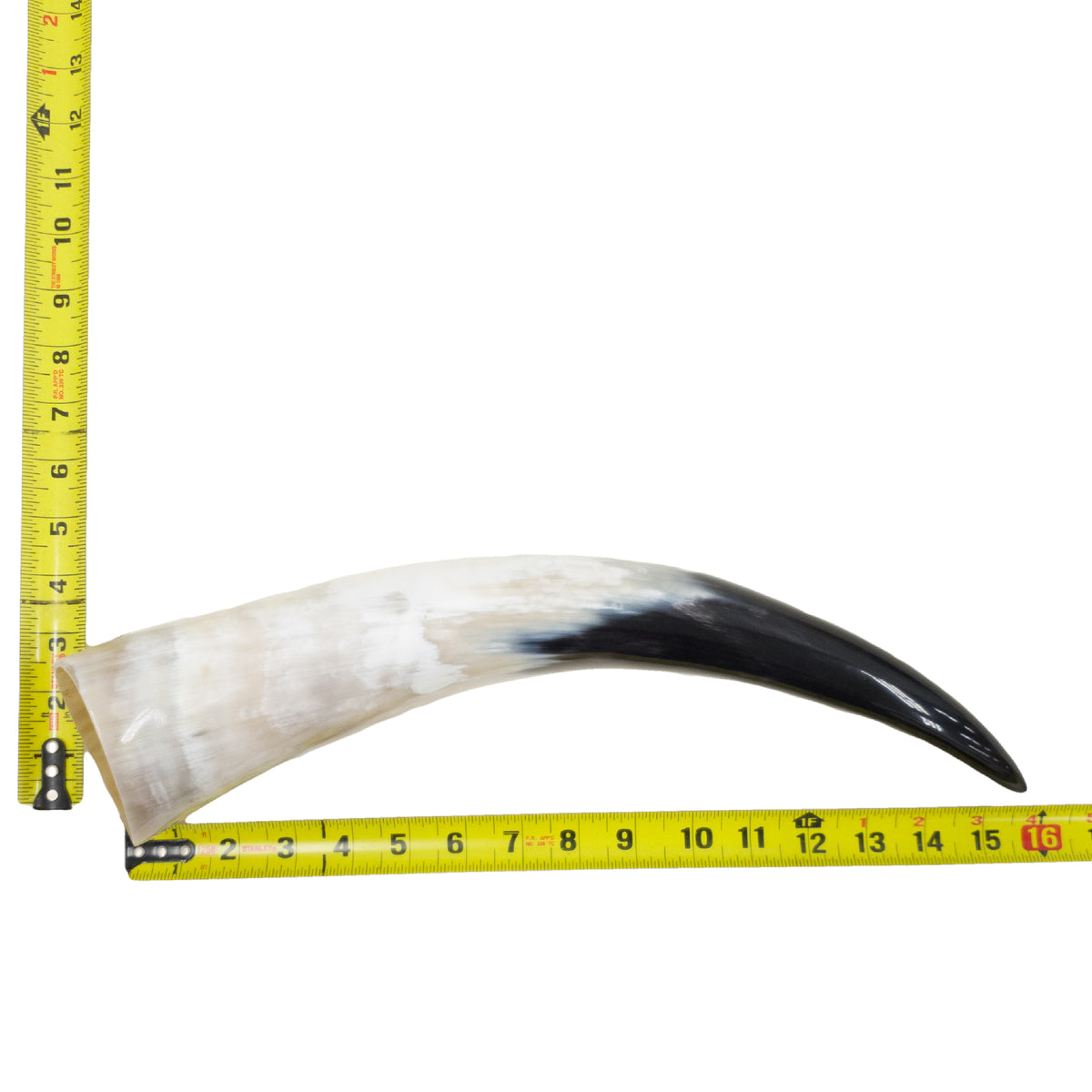 13–17" Single Polished Cow Horns – Choose Your Exact Genuine Cow Horn, 5 (16") | The Leather Guy