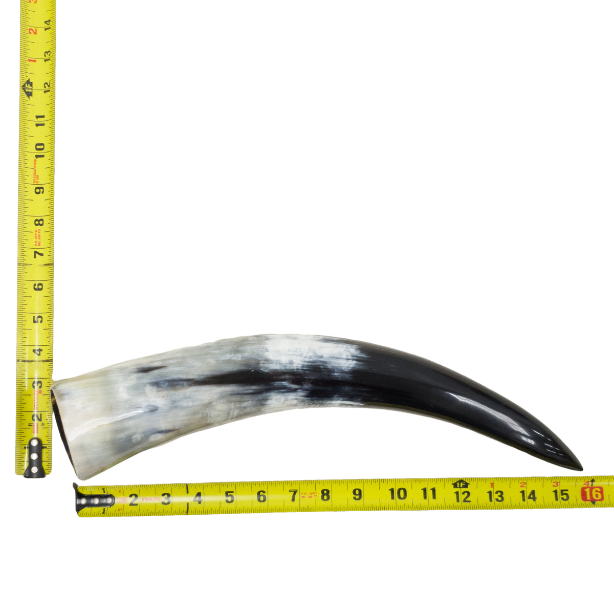 13–17" Single Polished Cow Horns – Choose Your Exact Genuine Cow Horn, 6 (16") | The Leather Guy