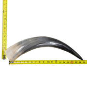 13–17" Single Polished Cow Horns – Choose Your Exact Genuine Cow Horn, 7 (19") | The Leather Guy