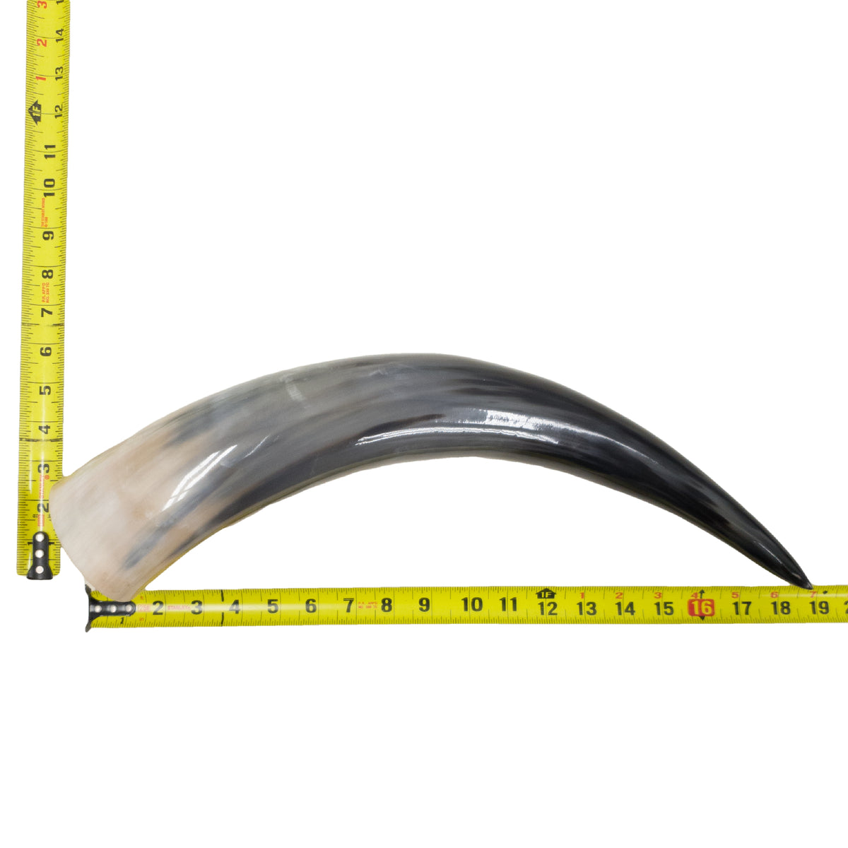 13–17" Single Polished Cow Horns – Choose Your Exact Genuine Cow Horn, 7 (19") | The Leather Guy