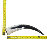 13–17" Single Polished Cow Horns – Choose Your Exact Genuine Cow Horn, 8 (14") | The Leather Guy