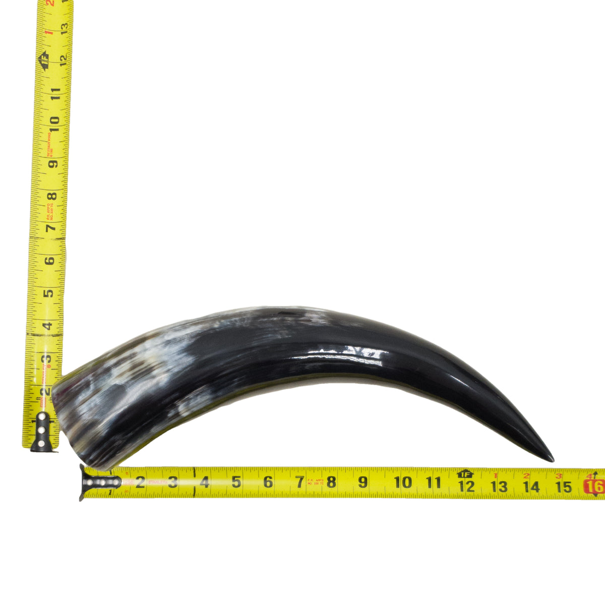 13–17" Single Polished Cow Horns – Choose Your Exact Genuine Cow Horn, 9 (15") | The Leather Guy