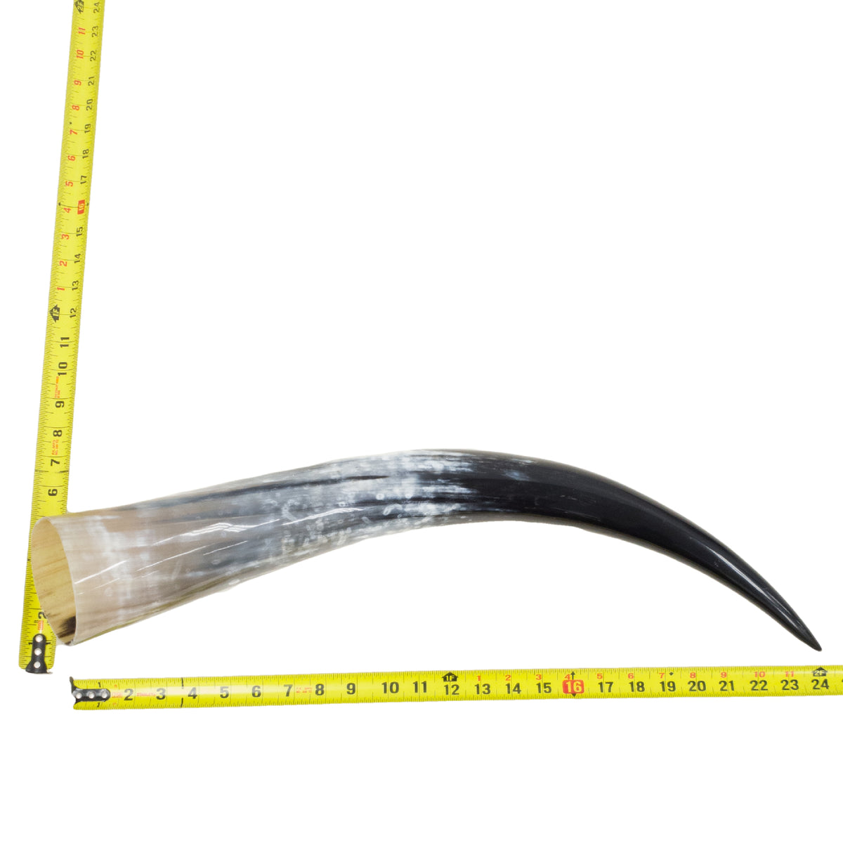 18–23" Single Polished Cow Horns – Choose Your Exact Genuine Cow Horn, 1 (24") | The Leather Guy