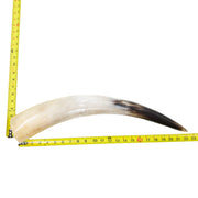 18–23" Single Polished Cow Horns – Choose Your Exact Genuine Cow Horn, 10 (22") | The Leather Guy