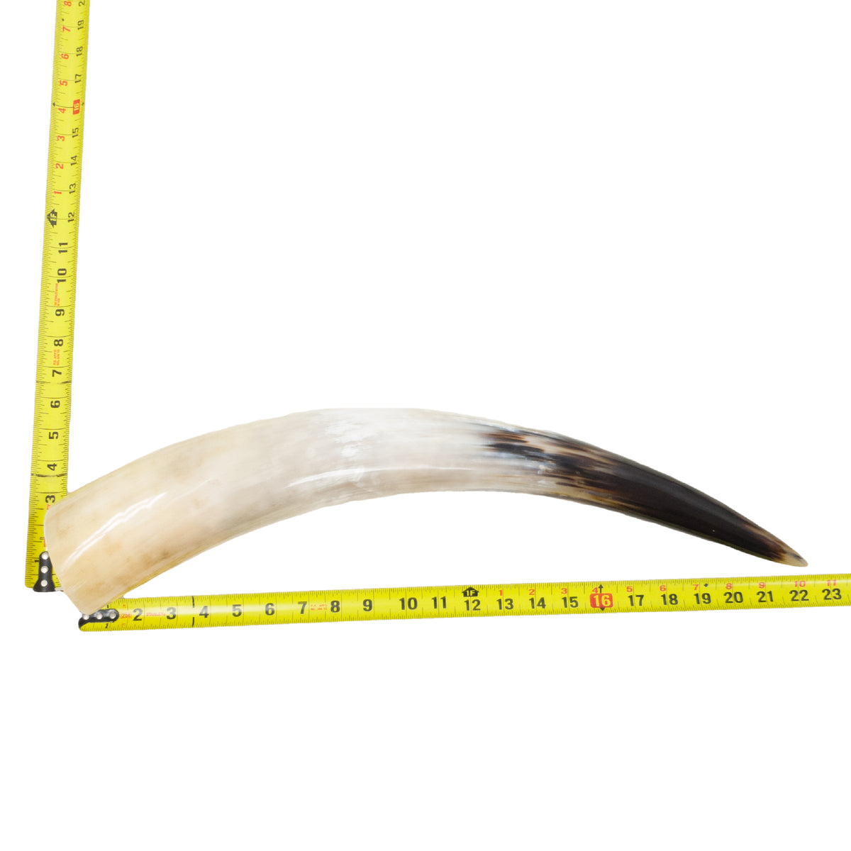 18–23" Single Polished Cow Horns – Choose Your Exact Genuine Cow Horn, 10 (22") | The Leather Guy