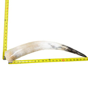 18–23" Single Polished Cow Horns – Choose Your Exact Genuine Cow Horn, 11 (23") | The Leather Guy