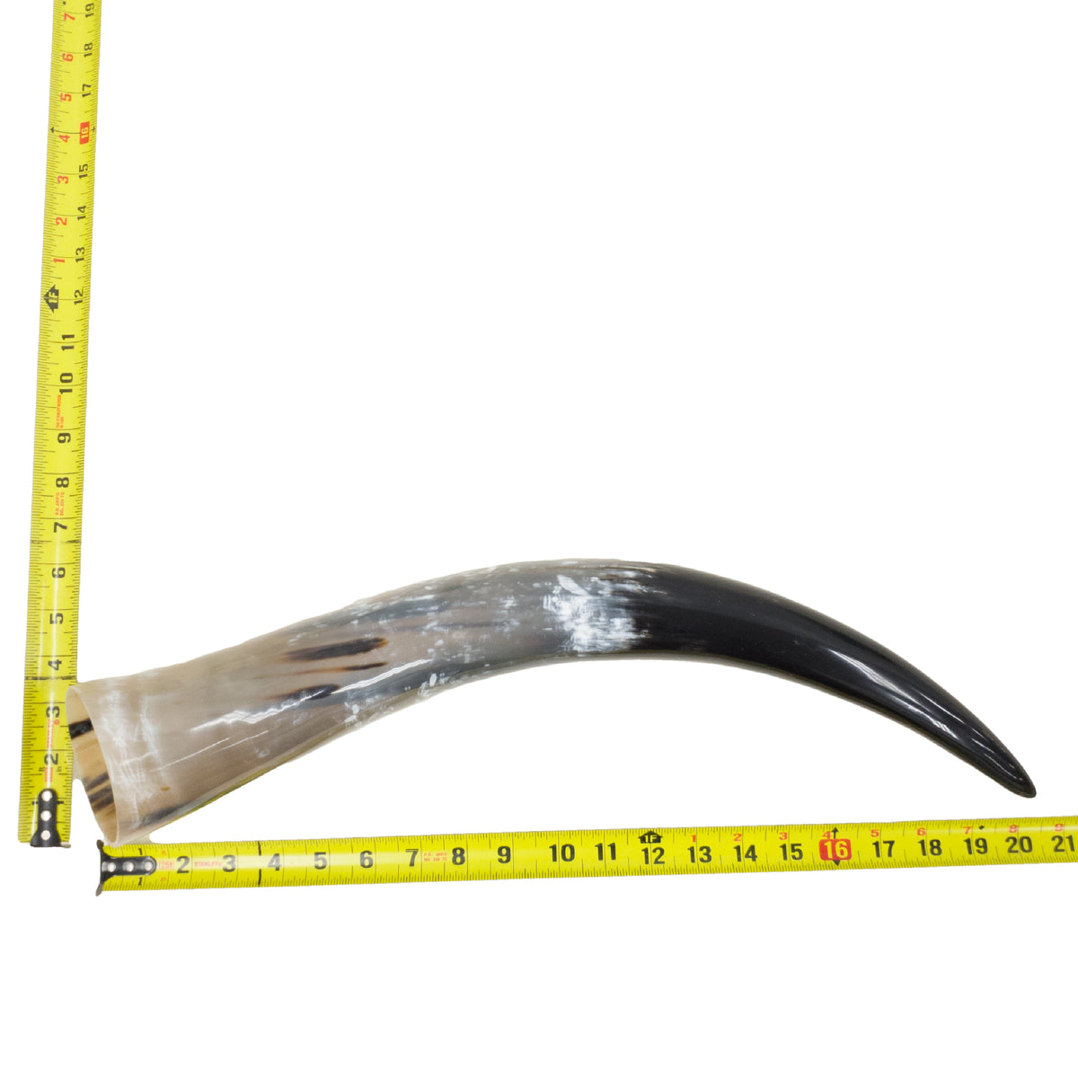 18–23" Single Polished Cow Horns – Choose Your Exact Genuine Cow Horn, 12 (20") | The Leather Guy