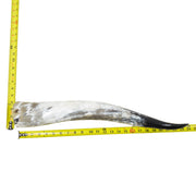 18–23" Single Polished Cow Horns – Choose Your Exact Genuine Cow Horn, 13 (24") | The Leather Guy
