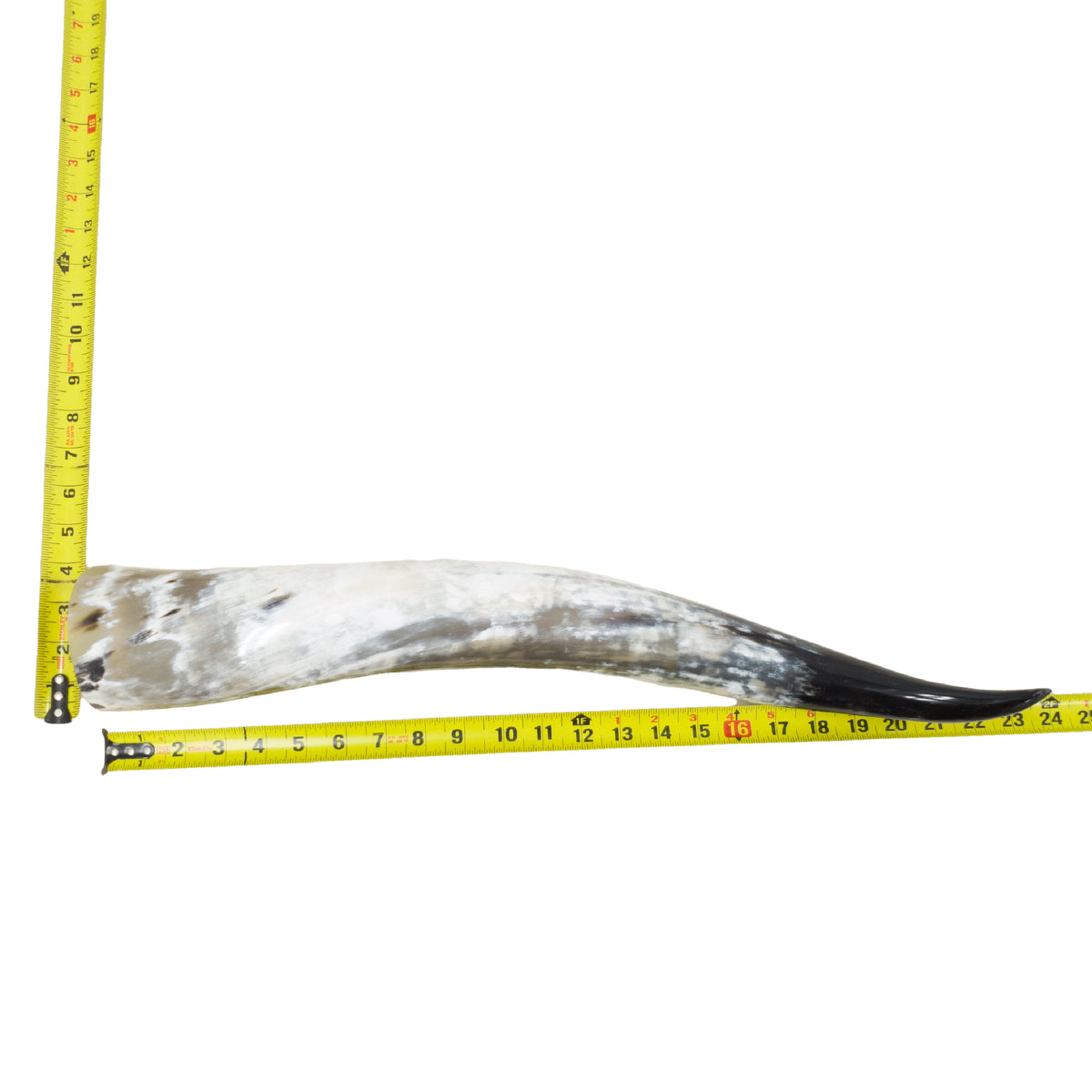 18–23" Single Polished Cow Horns – Choose Your Exact Genuine Cow Horn, 13 (24") | The Leather Guy