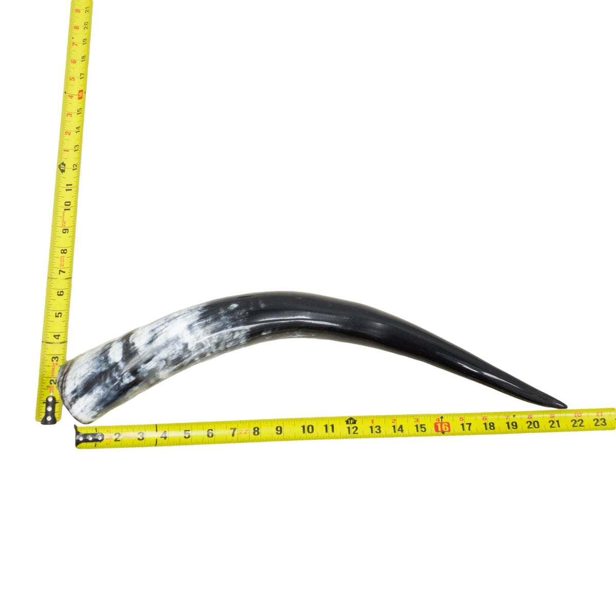 18–23" Single Polished Cow Horns – Choose Your Exact Genuine Cow Horn, 15 (21") | The Leather Guy