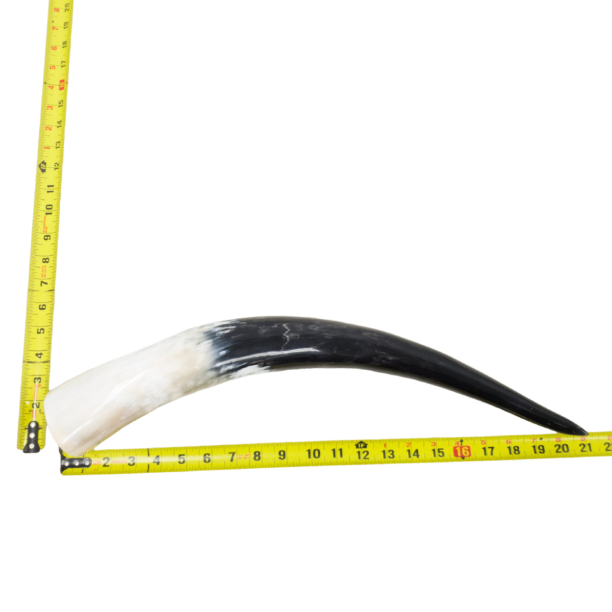 18–23" Single Polished Cow Horns – Choose Your Exact Genuine Cow Horn, 16 (21") | The Leather Guy