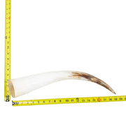 18–23" Single Polished Cow Horns – Choose Your Exact Genuine Cow Horn, 17 (19") | The Leather Guy