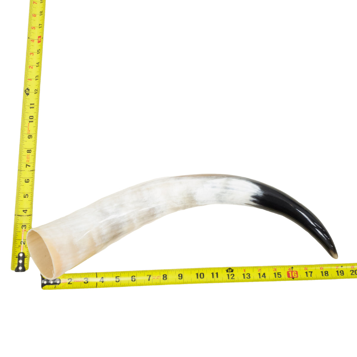 18–23" Single Polished Cow Horns – Choose Your Exact Genuine Cow Horn, 18 (19") | The Leather Guy