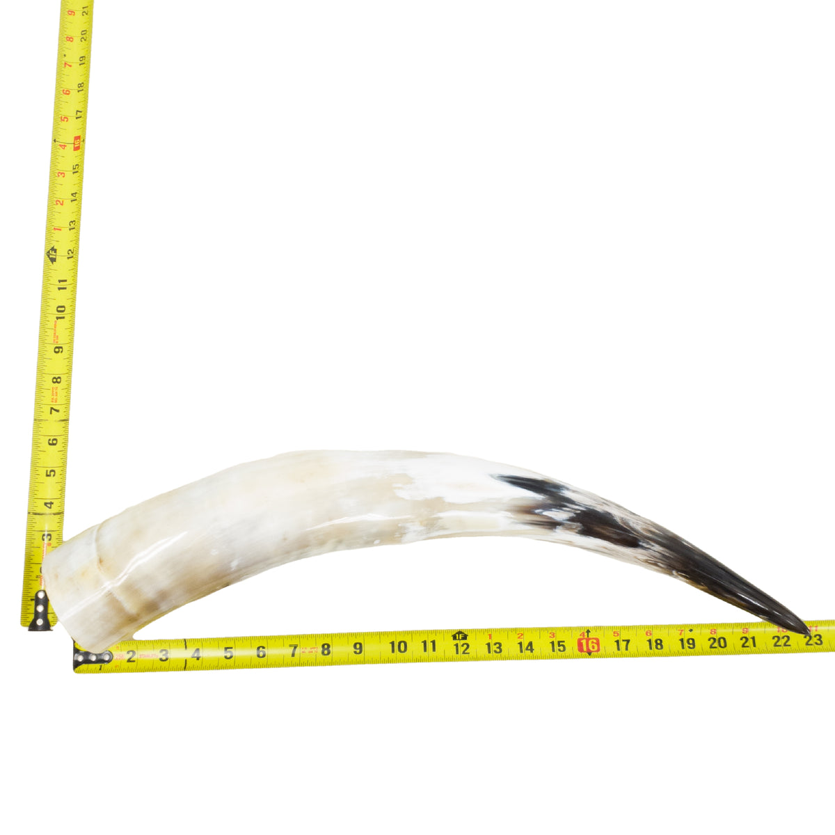 18–23" Single Polished Cow Horns – Choose Your Exact Genuine Cow Horn, 19 (23") | The Leather Guy
