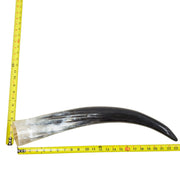 18–23" Single Polished Cow Horns – Choose Your Exact Genuine Cow Horn, 2 (23") | The Leather Guy